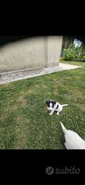 Jack Russell