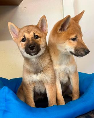 Solo cuccioli italiani ( ( shiba inu)