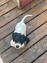 Bassotto piebald
