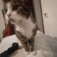 Micina dolce e giovane