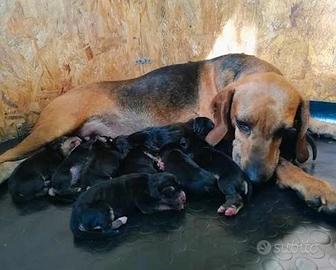 Cuccioli Segugio 