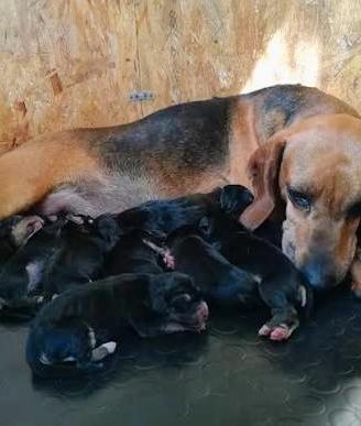 Cuccioli Segugio 