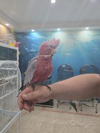 Cacatua roseicapilla