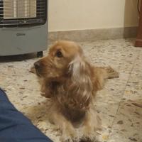 Cocker spaniel per monta