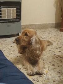 Cocker spaniel per monta