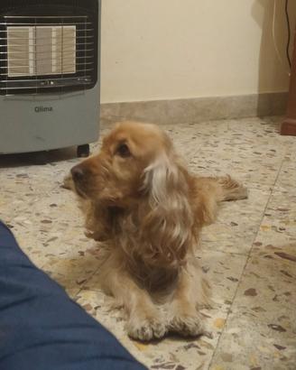 Cocker spaniel per monta