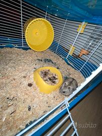 Criceti/ criceto con gabbia a 2 piani