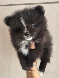 Spitz pomerania Toy