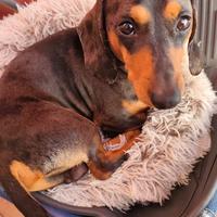 Bassotto Arlecchino per accoppiamento