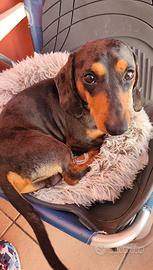 Bassotto Arlecchino per accoppiamento