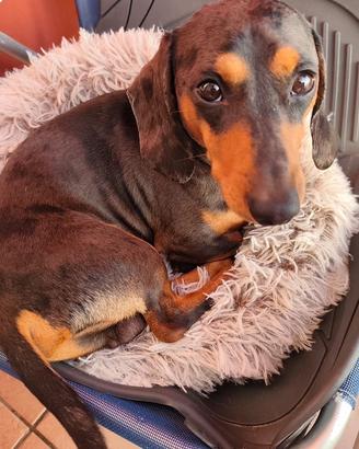 Bassotto Arlecchino per accoppiamento