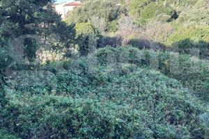 Terreno Residenziale Santa Teresa Gallura [717VRG]