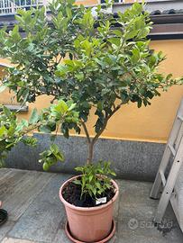 Limone