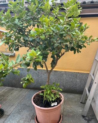 Limone