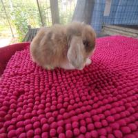 Coniglietto ariete nano