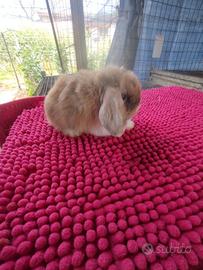 Coniglietto ariete nano