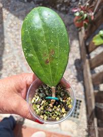 hoya balaenisis radicata con foglia nuova 