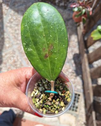hoya balaenisis radicata con foglia nuova 