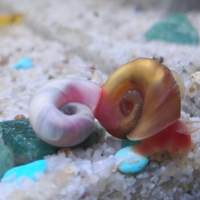 Lumache Planorbarius