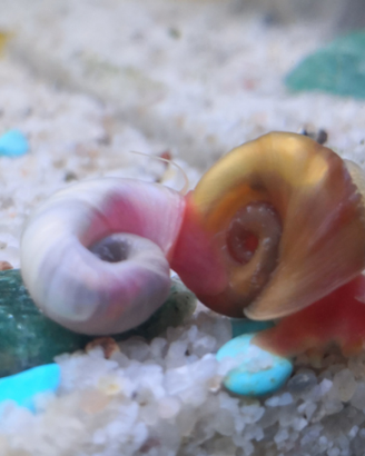 Lumache Planorbarius