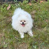 Volpino di pomerania spitz nano