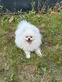 Volpino di pomerania spitz nano