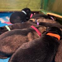 Cuccioli di pastore tedesco - linea da lavoro