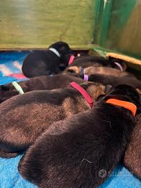 Cuccioli di pastore tedesco - linea da lavoro