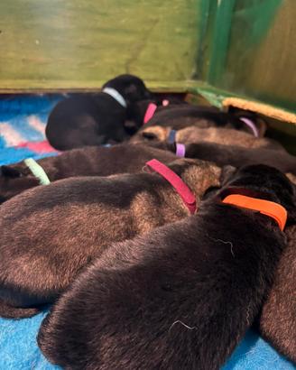 Cuccioli di pastore tedesco - linea da lavoro