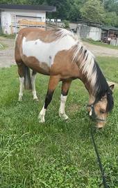 Doppio pony