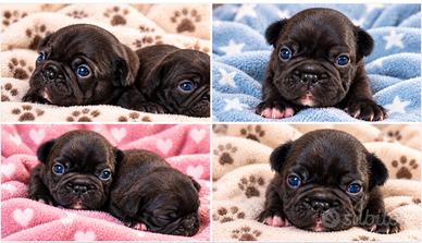Bulldog francese