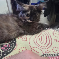 Maine coon