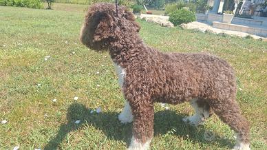Lagotto romagnolo