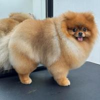 MONTA/ACCOPPIAMENTO volpino pomerania TOY spitz