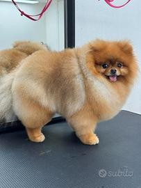 MONTA/ACCOPPIAMENTO volpino pomerania TOY spitz