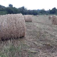 fieno rotoli 2025 e 2024