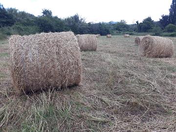 fieno rotoli 2025 e 2024