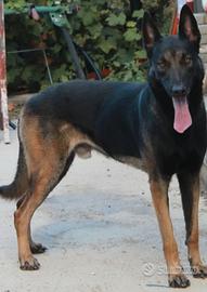 Pastore belga malinois pedigree MONTA