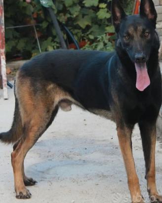 Pastore belga malinois pedigree MONTA