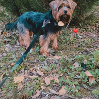 Yorkshire femmina di 2 anni e mezzo