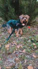 Yorkshire femmina di 2 anni e mezzo