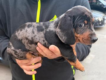 Bassotto splendido cucciolo