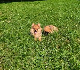 Pomerania
