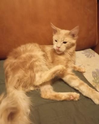 Maine Coon Rosso Crema