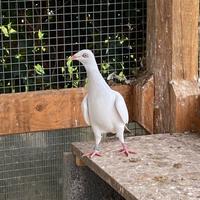 Colombi capitombolanti polacchi