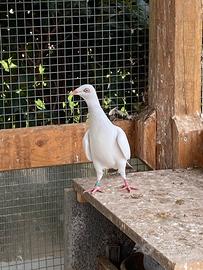 Colombi capitombolanti polacchi