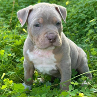 Pitbull