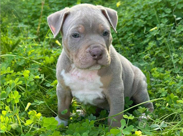 Pitbull