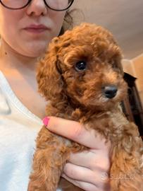 Cuccioli di barboncino
