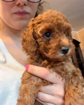 Cuccioli di barboncino